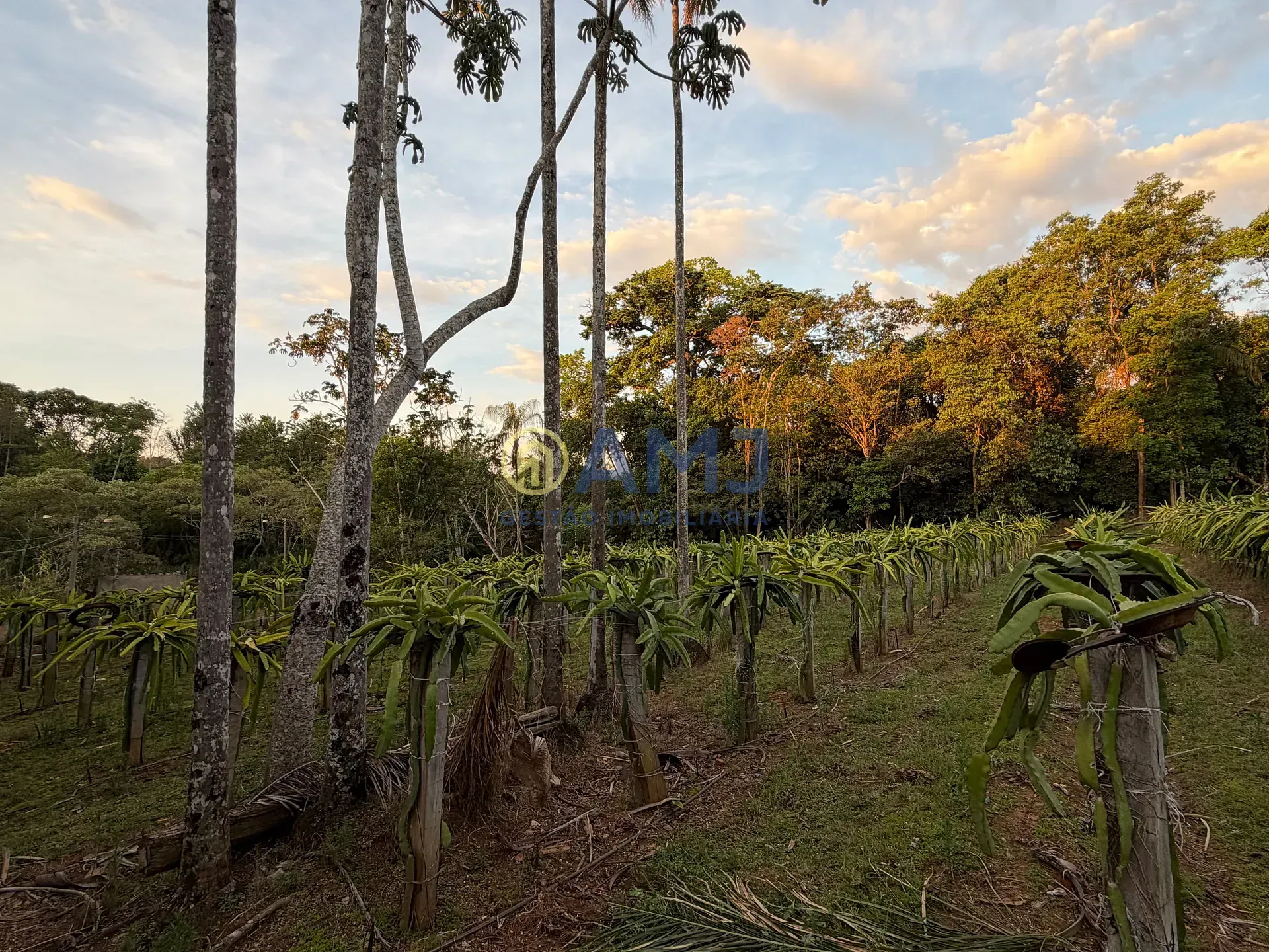 Imagem DUAS CHÁCARAS VIZINHAS À VENDA | HIDROLÂNDIA/GO