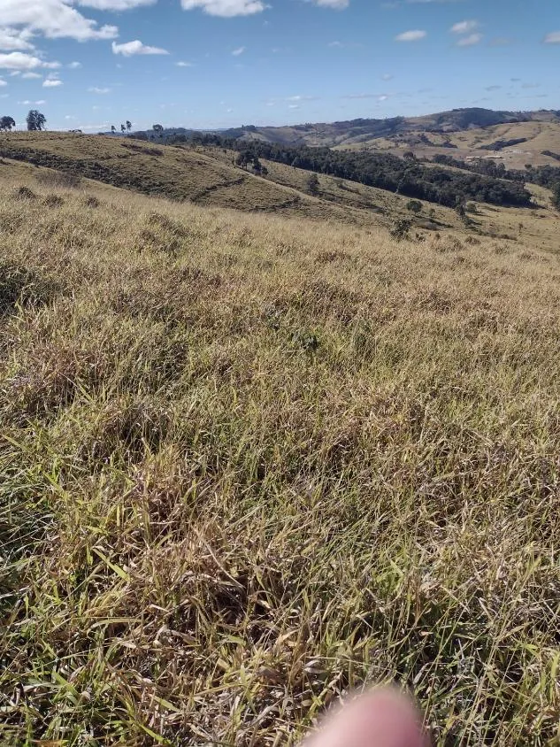 Imagem Vendo terreno em Crucilândia com 48 hectares de terra