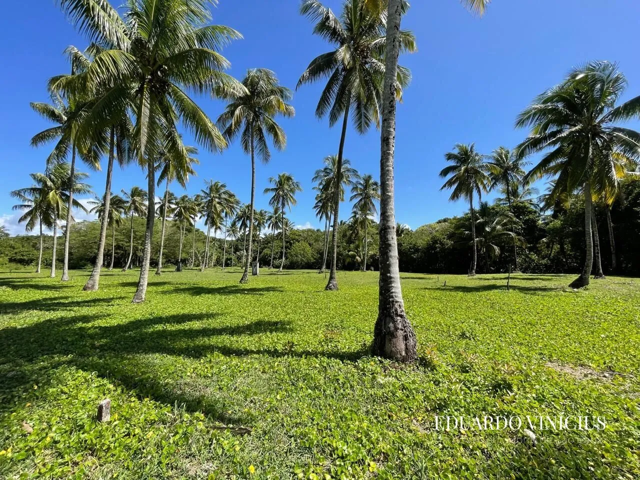 Imagem Sítio dos Coqueiros - Terreno 1.000 m² à Venda na Terceira Praia do Morro de São Paulo