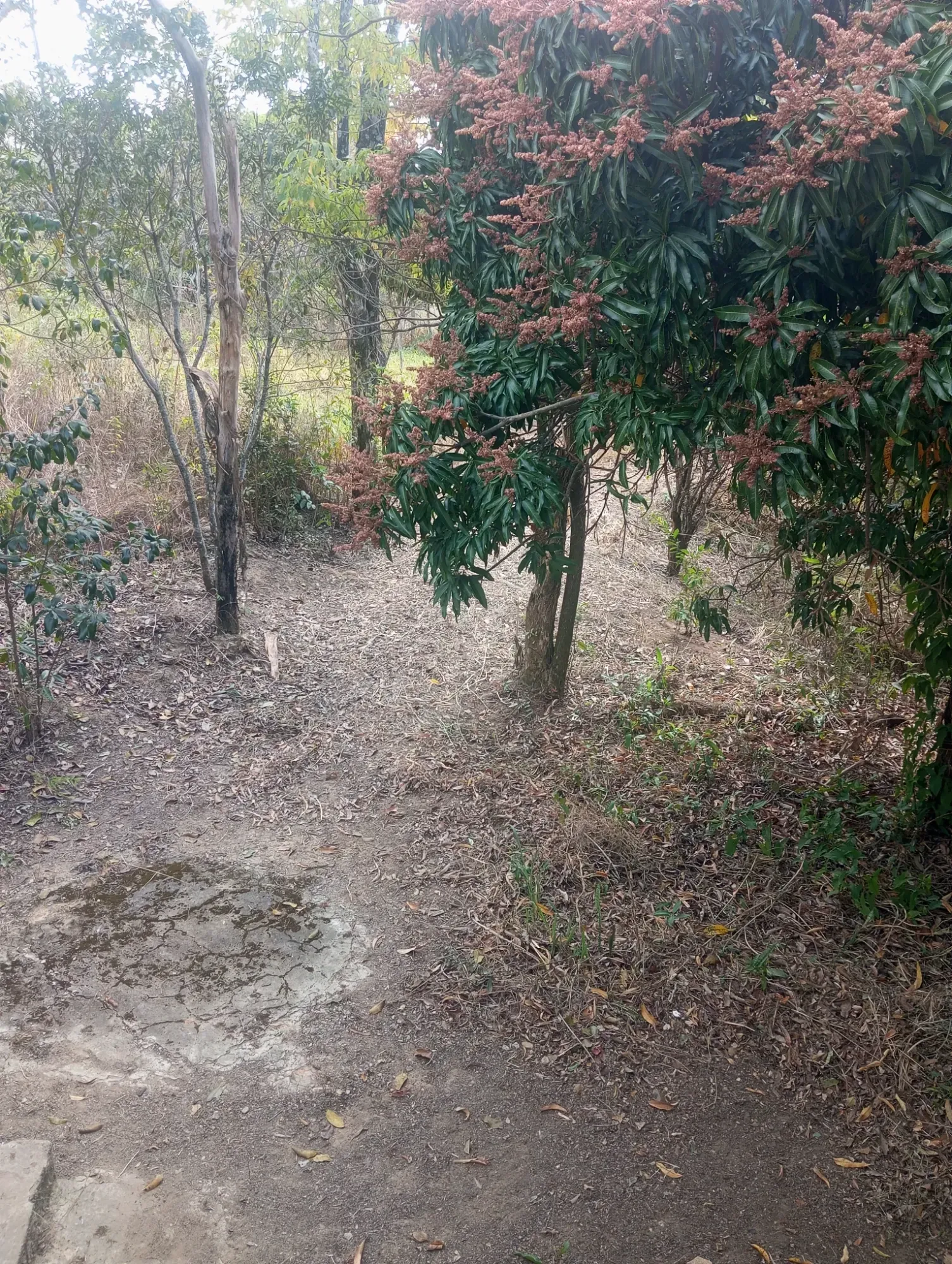 Imagem Chácara com 3 Quartos à Venda, 5.000 m² em Ravena - Sabará