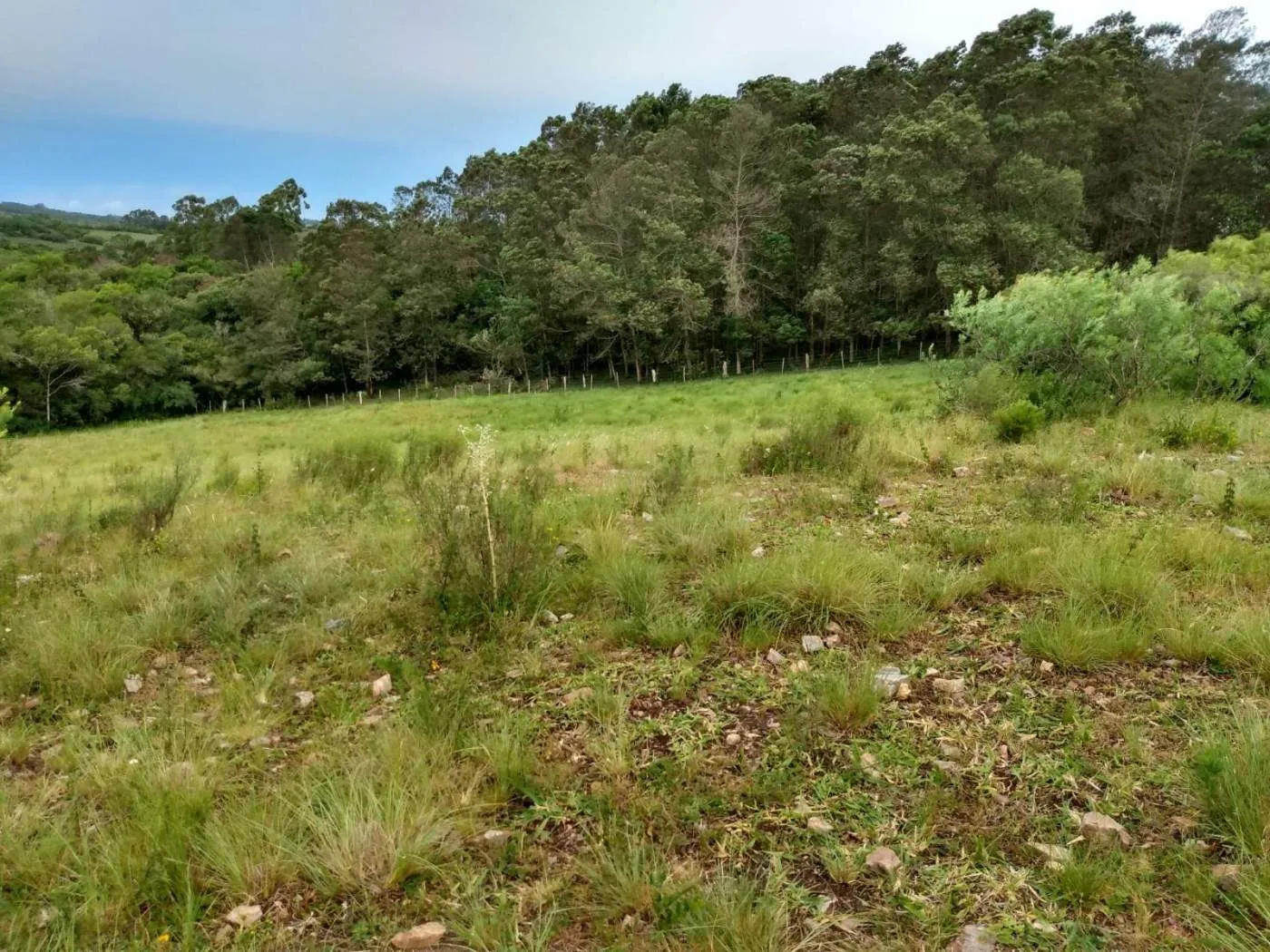 Imagem Sítio para Venda em Piratini, zona rural, 1 dormitório, 1 banheiro