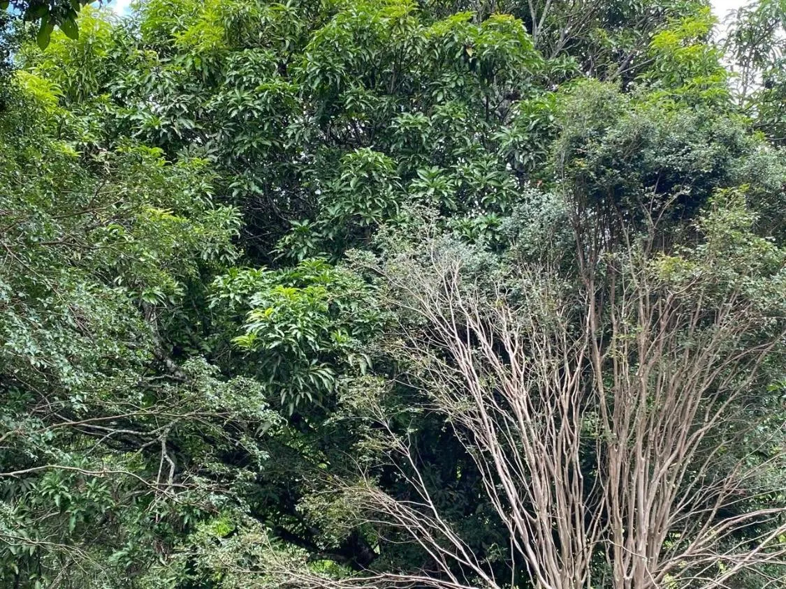 Imagem Vendo uma ótima chácara em Itaguara/MG com 23.000 m²