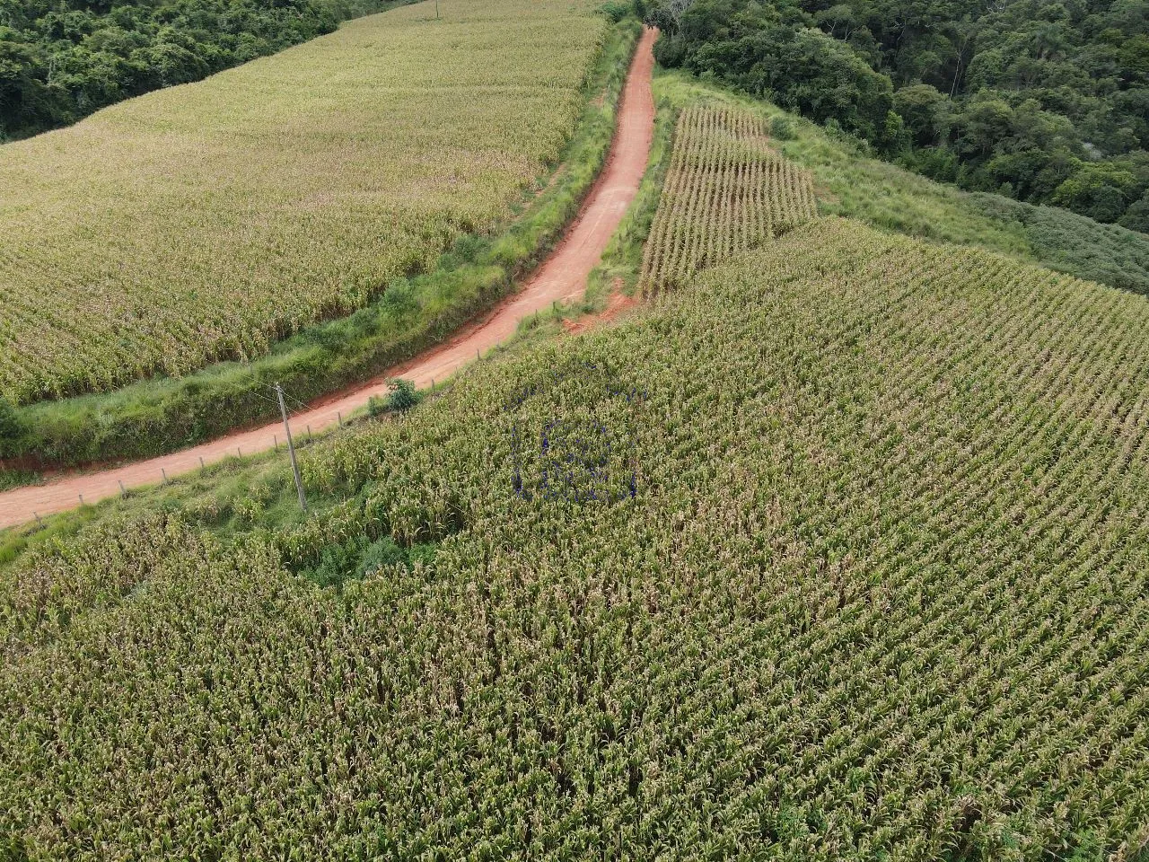 Imagem Fazenda 48 m² à venda em Roseira, Bandeira do Sul
