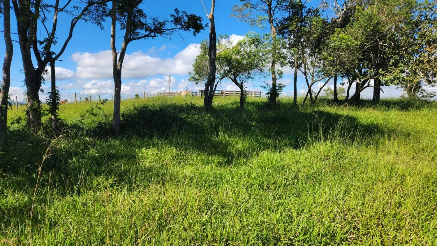 Imagem Vende-se excelente terreno em Bonfim/MG com Área total de 23 hectares, toda formada