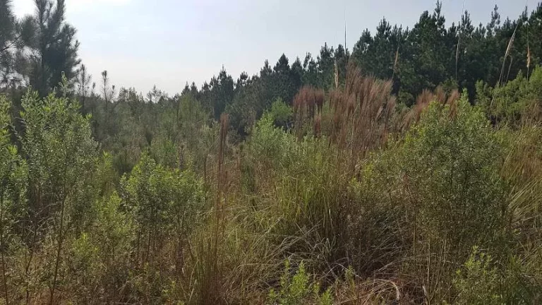 Imagem Área Rural para formar Chácara
