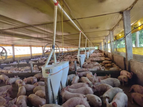 Imagem Granja para Venda em Seara, Interior