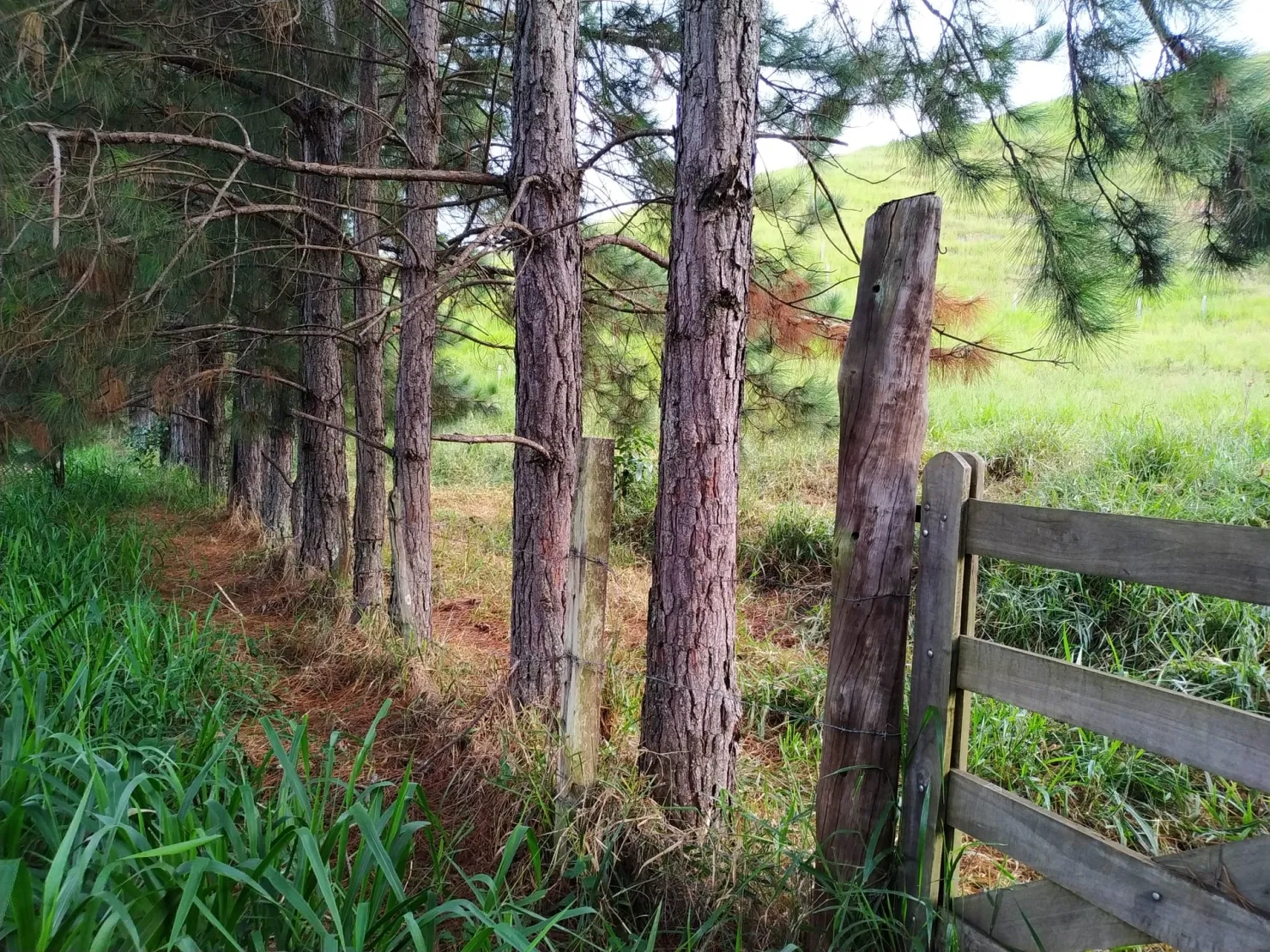 Imagem Chácara à venda 30000M², Zona Rural, Silveiras - SP