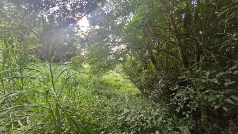 Imagem Terreno à Venda no Bairro Macacu em Garopaba/SC! Oportunidade Única: 1.728,00 m² de Área!