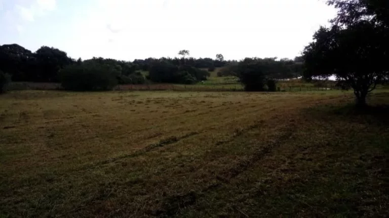Imagem Sitio com 5.536m², mata nativa, Lagoa nos fundos, Águas Claras/ Viamão