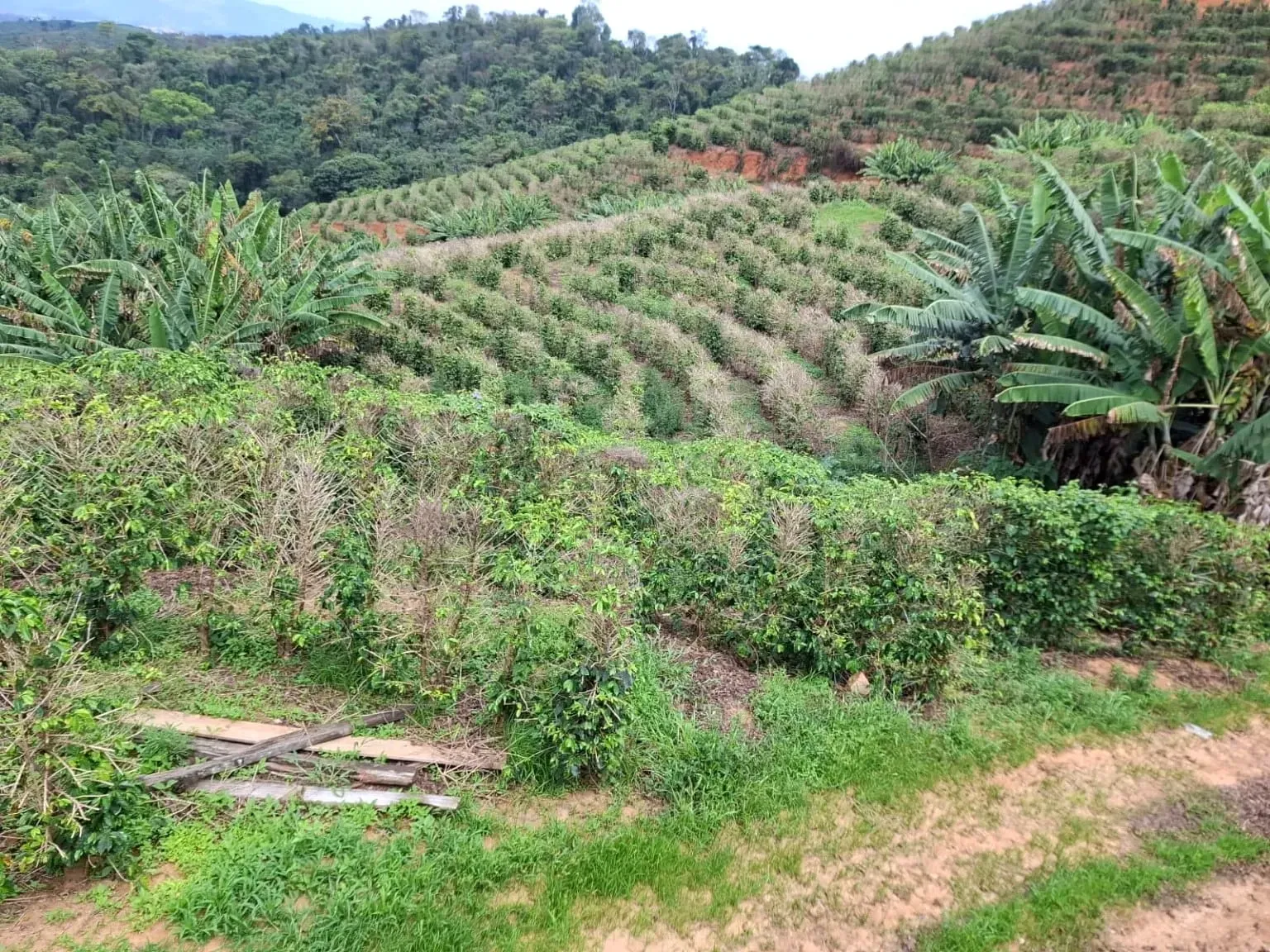 Imagem Sítio à Venda, 13 alqueireSP em Zona Rural - Caconde