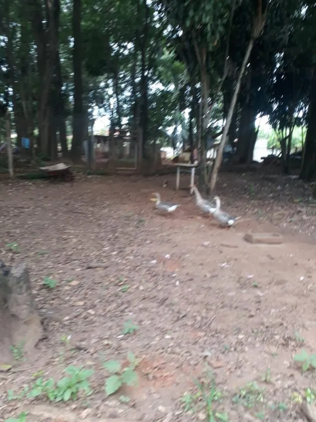 Imagem Venda de Sítio em Igarapé/MG / com 8.000 m²