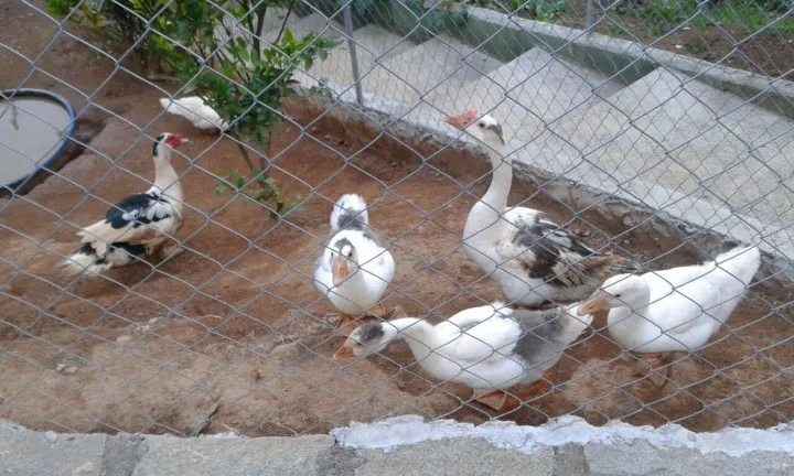 Imagem Fazenda à Venda,  em Iucas - Teresópolis