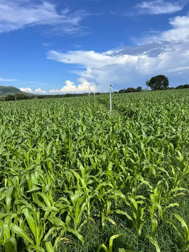 Imagem FAZENDA À VENDA EM FELIXLÂNDIA/MG | 105 HECTARES