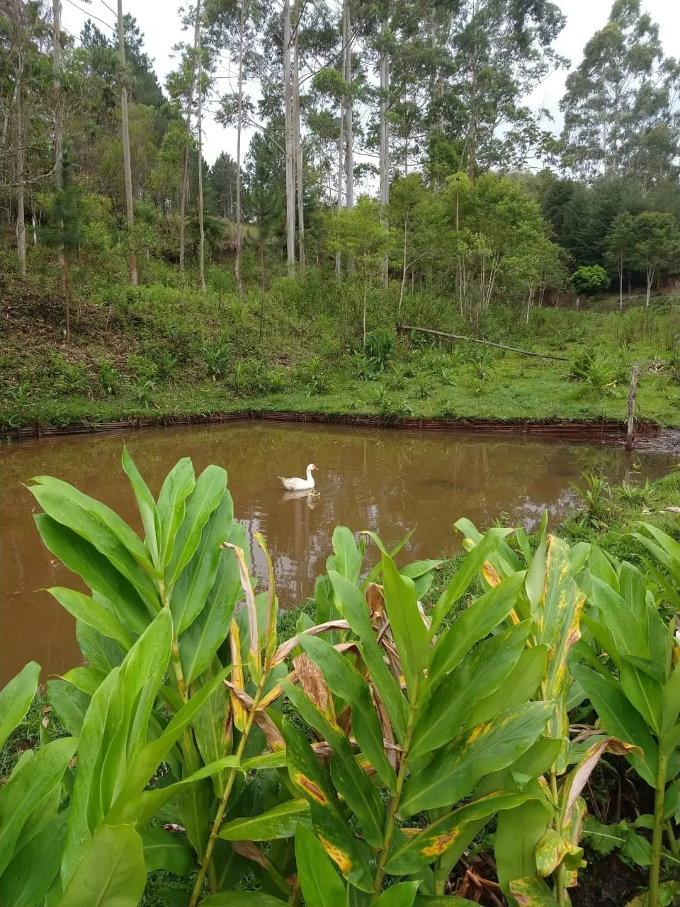 Imagem Chácara à venda 5 Quartos, 1 Suite, 10 Vagas, 24000M², Zona Rural, São Luiz do Paraitinga - SP