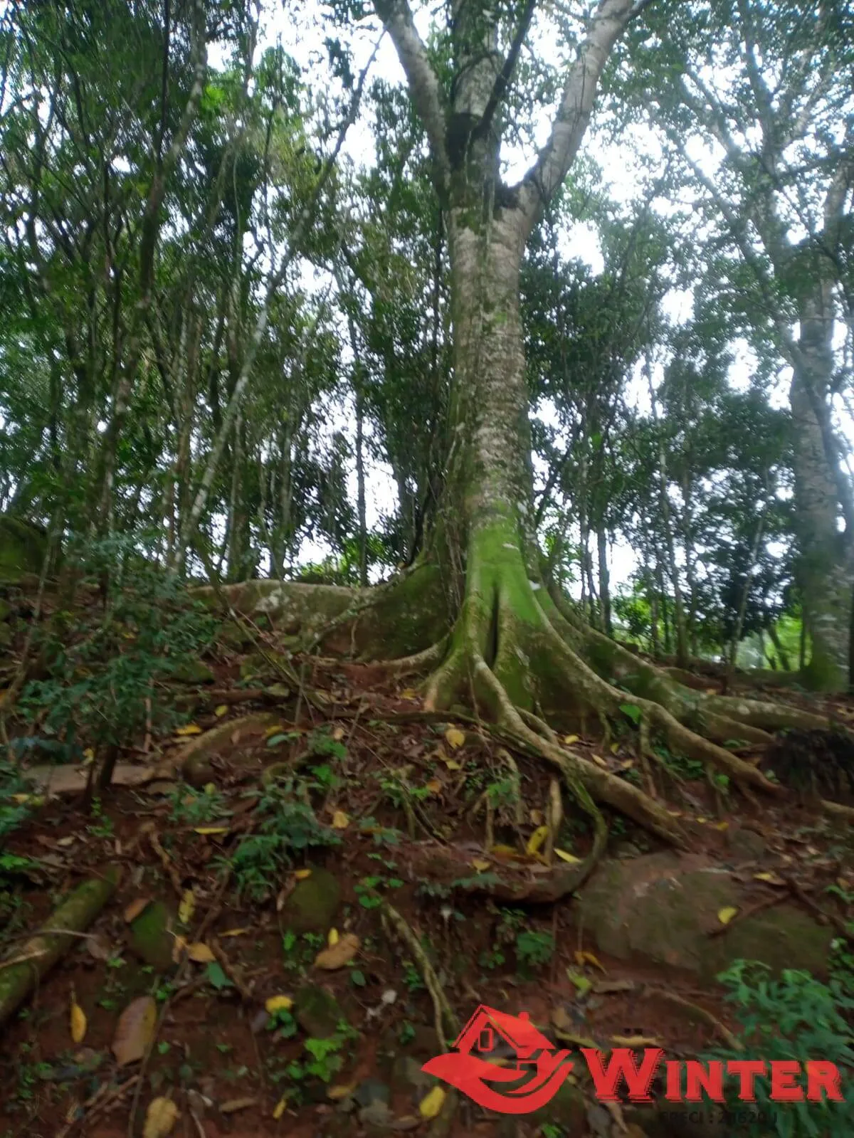 Imagem LIndo sítio com 7,2 hectares em Alto Feliz.