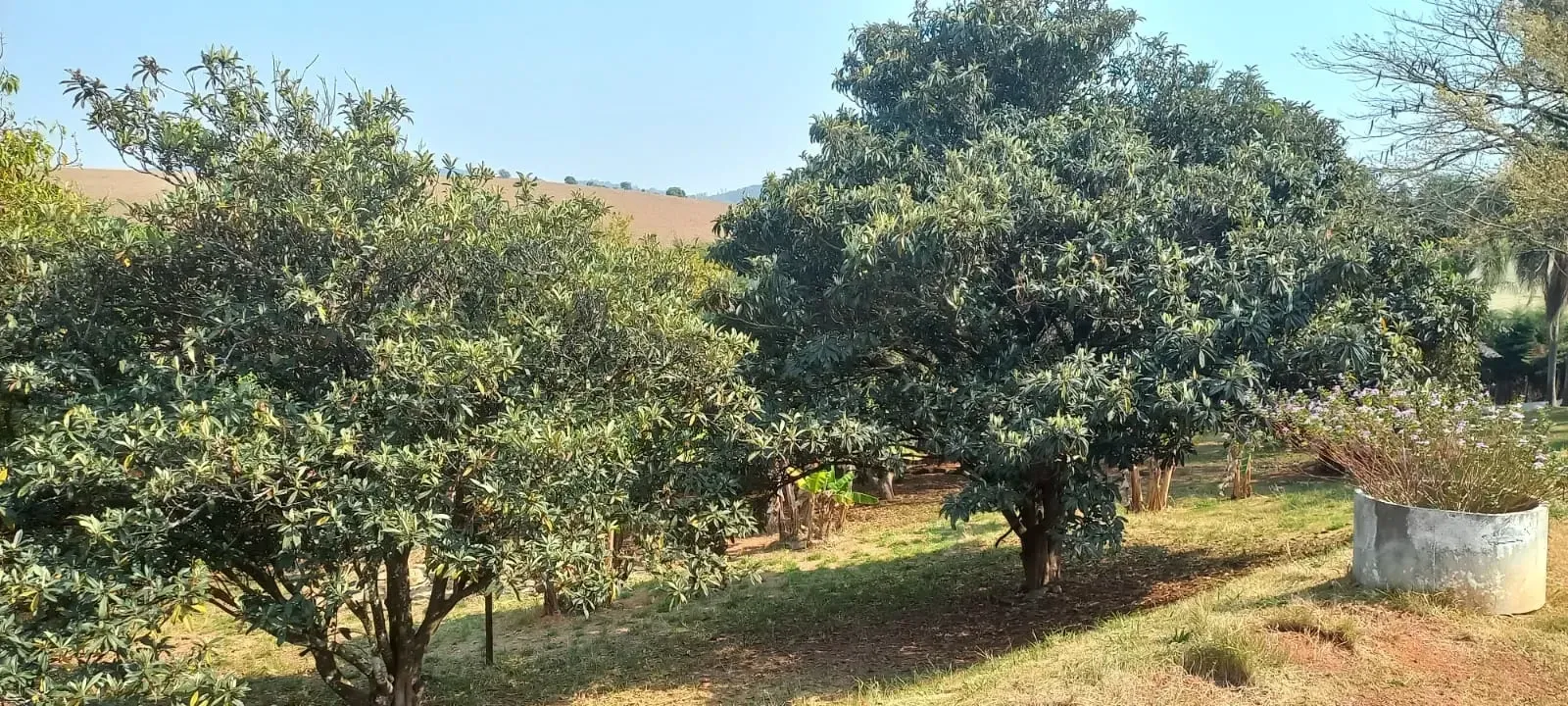Imagem Chácara com 3 Quartos à Venda, 6.693 m² em Condomínio Quinta da Baroneza II - Bragança Paulista