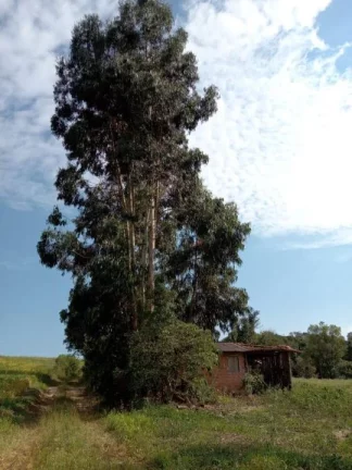 Imagem Sítio para Venda em Antônio Olinto, Cantagalo, 3 dormitórios, 1 banheiro