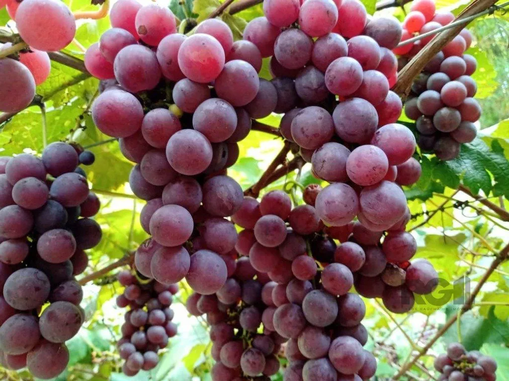 Imagem Fazenda em Zona Rural