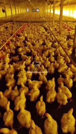 Imagem Granja para Venda em Ipumirim, Interior