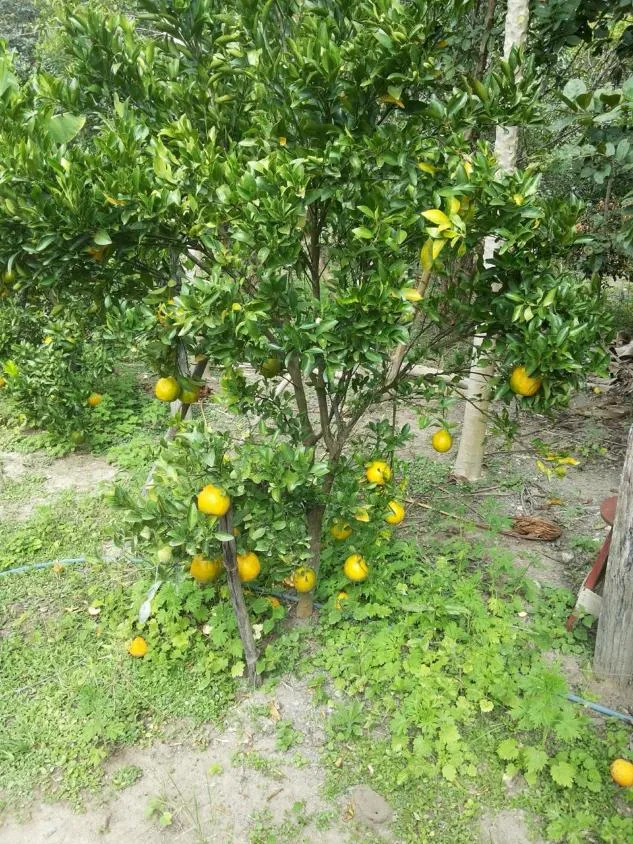 Imagem Vendo um ótimo sítio na região de Bom Despacho , com 18.600 m² de terra