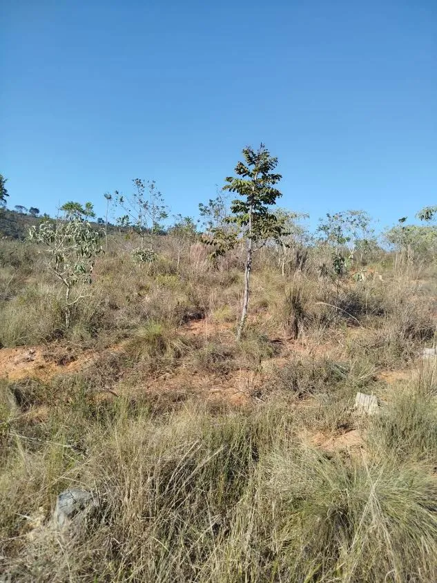 Imagem Vendo uma excelente fazenda em Oliveira / MG 100 hectares de área total;