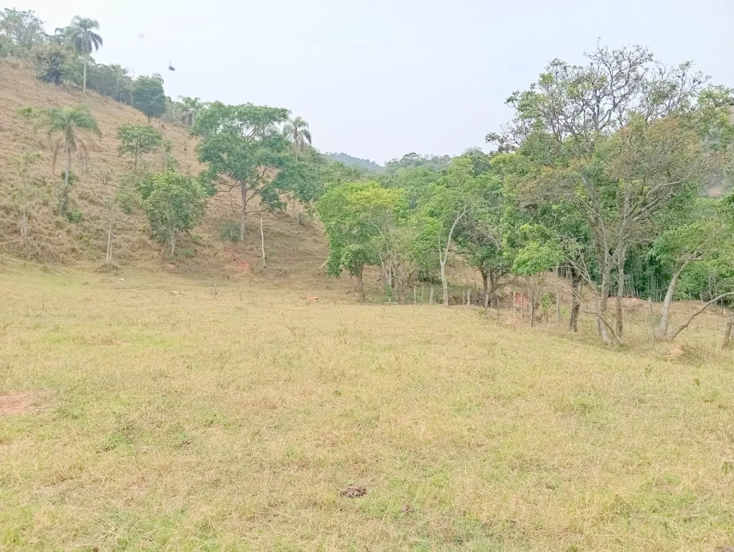 Imagem Fazenda proxima a Dutra paraa venda, , Roseira Velha, SP
