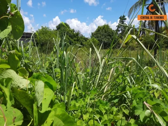 Imagem TERRENO EM ABRANTES