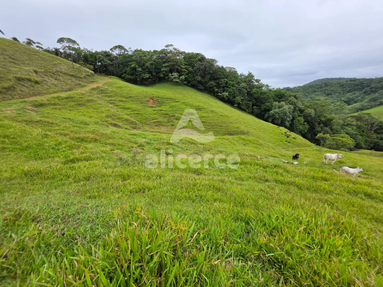 Imagem Sítio à venda em Antônio Carlos, SC, na Zona Rural - Morro da Gloria.