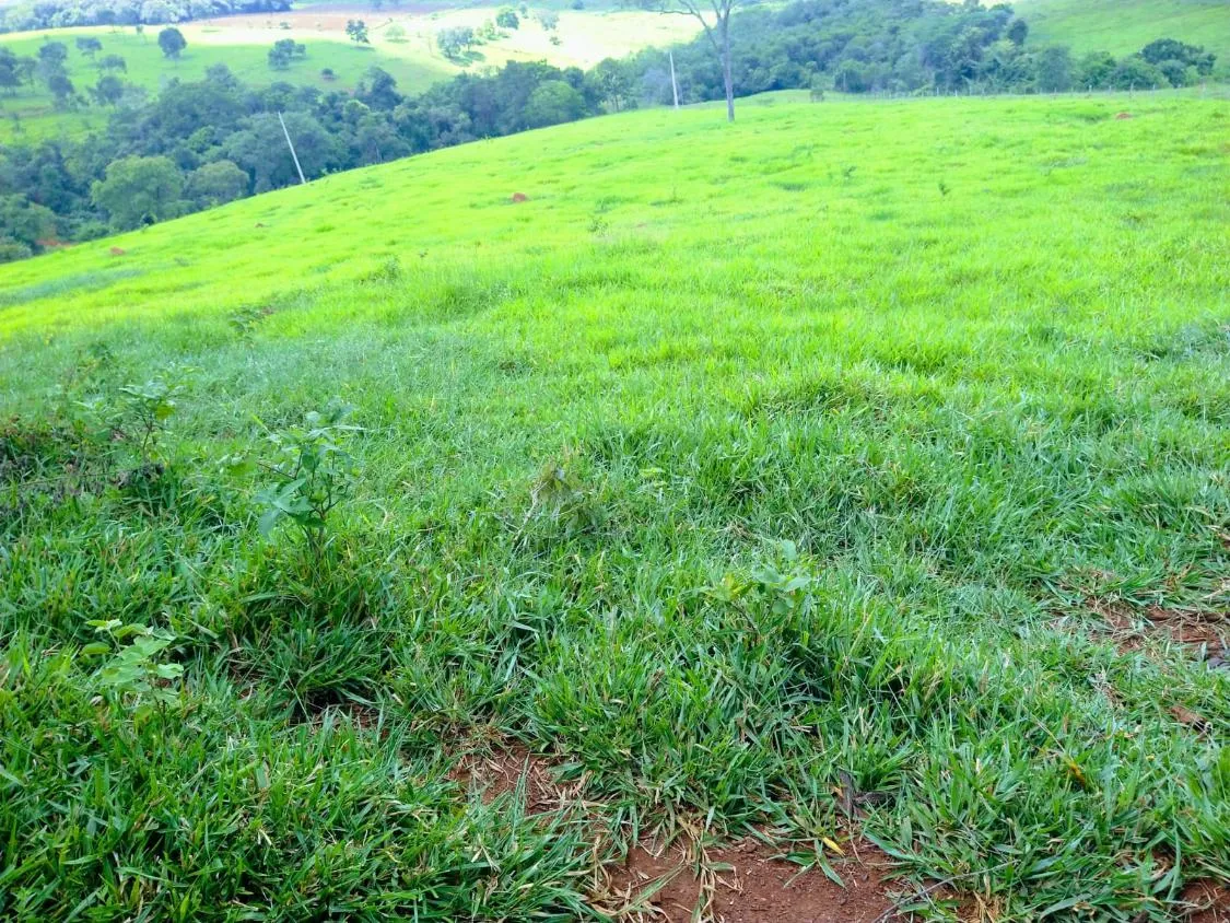 Imagem Oportunidade Imperdível em São José da Varginha/MG 38 hectares de terra