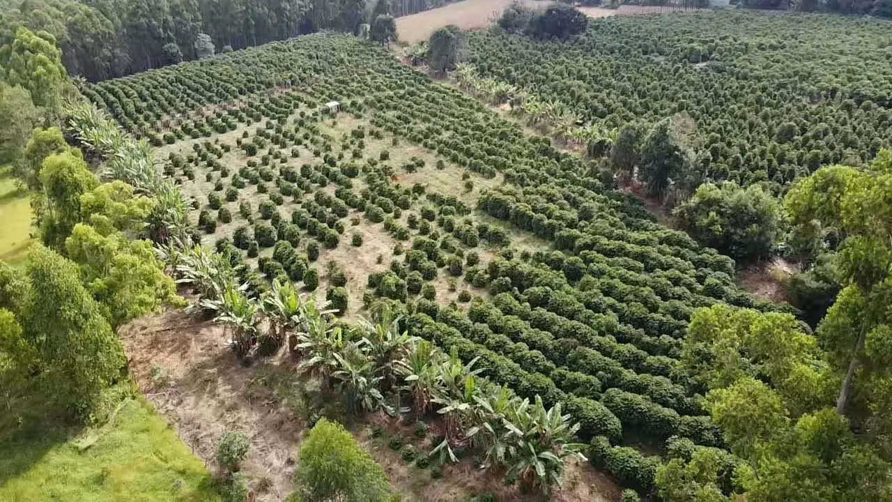 Imagem Sítio 1,3 ha à venda em Capituvas, Campestre