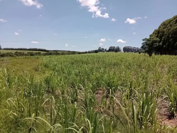 Imagem Pratania/SP, Área Rural, Fazenda 25 alqueires