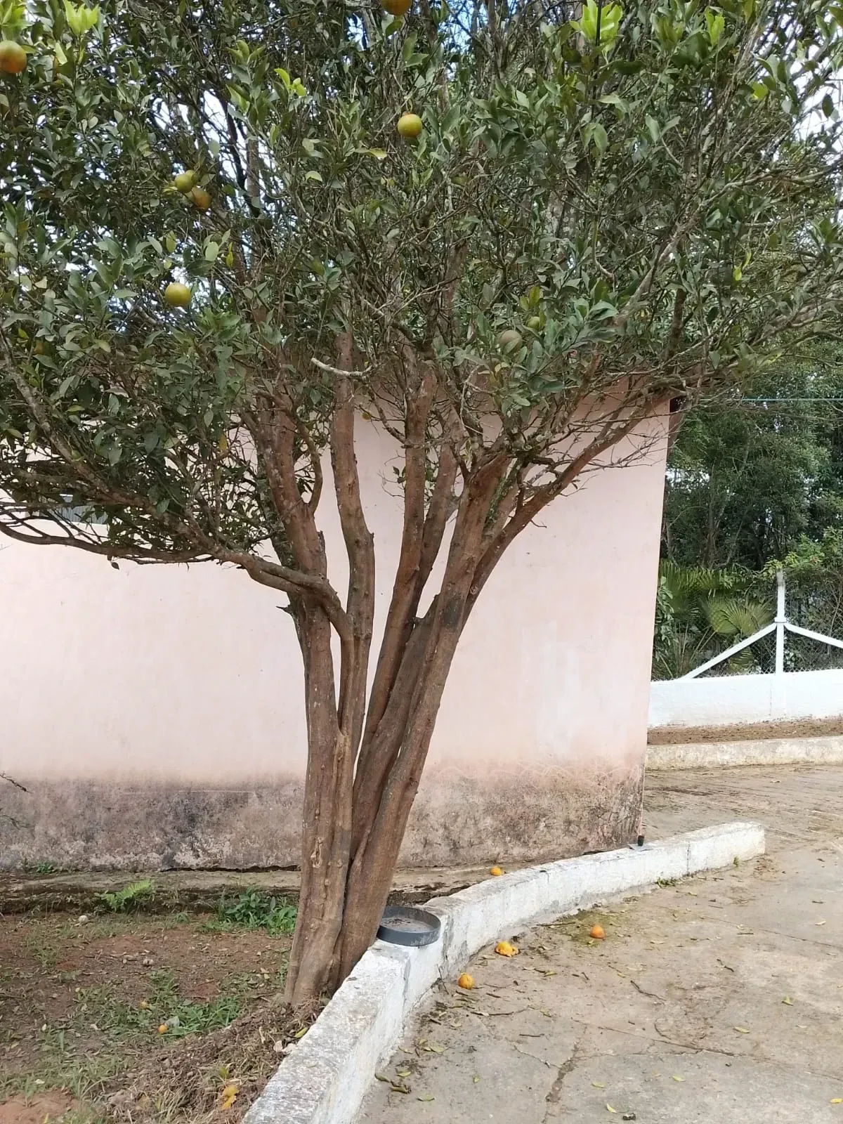 Imagem Chácara com 3 Quartos à Venda, 600 m² em Estância Americana - Suzano