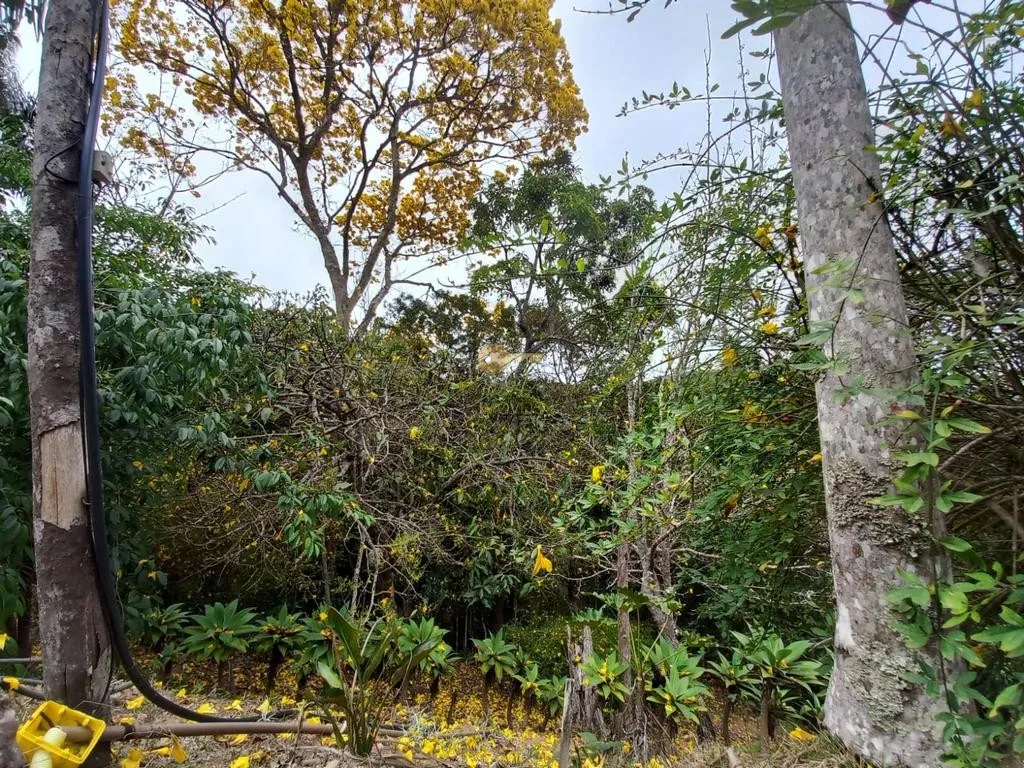 Imagem Sítio para Venda em Petrópolis / RJ no bairro Posse