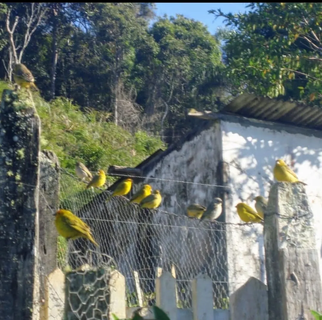 Imagem Chácara à venda 3 Quartos, 1 Suite, 139000M², Centro, Monteiro Lobato - SP