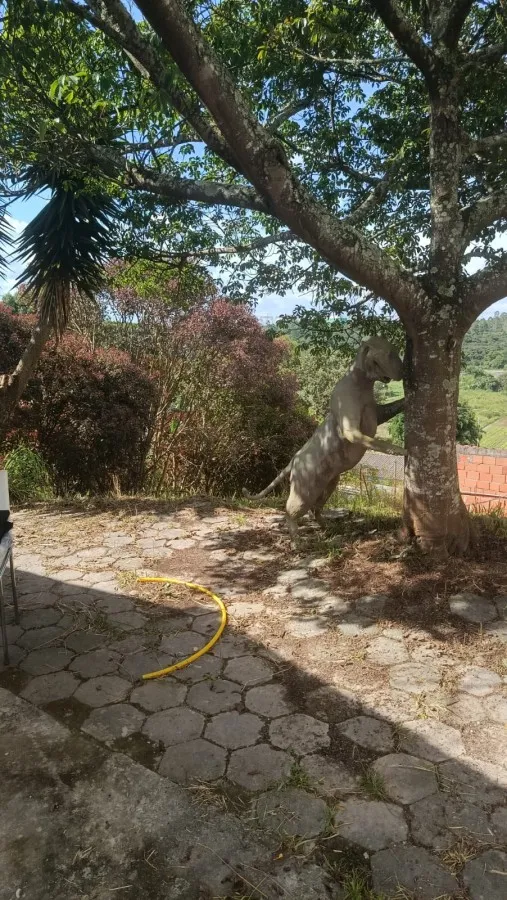Imagem Chácara para Venda em Ibiúna, Recreio Ibiuna, 2 dormitórios, 1 banheiro, 10 vagas