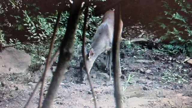 Imagem Sitio dos sonhos em Salto de Pirapora