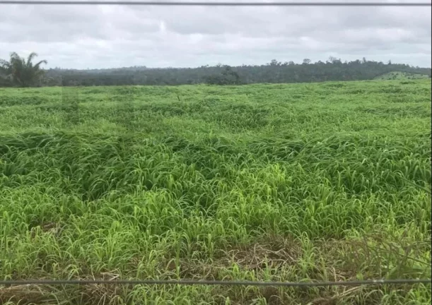 Imagem CASAL IMÓVEIS VENDE FAZENDA GOIANÉSIA DO PARÁ COM 3.533 HECTARES