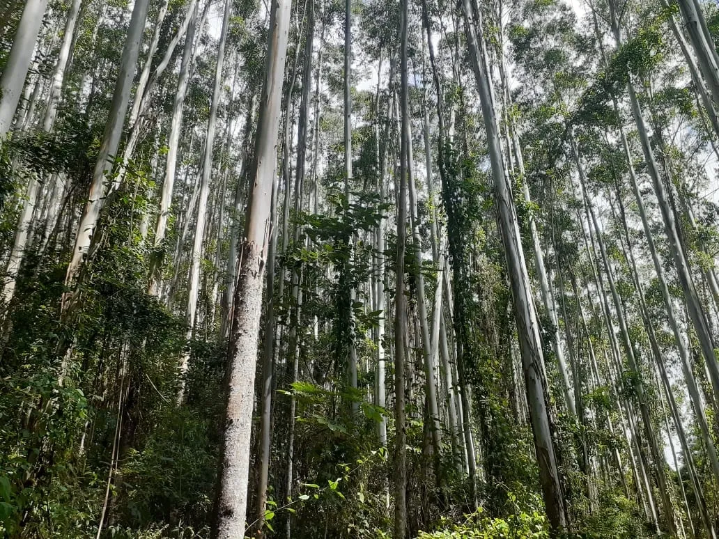 Imagem Chácara à venda 1700000M², Centro, São Luiz do Paraitinga - SP