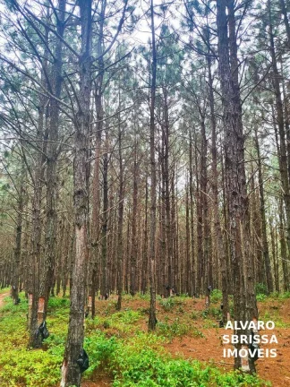 Imagem EXCELENTE FAZENDA COM PINUS A VENDA NA REGIÃO DE ITAPETININGA-SP