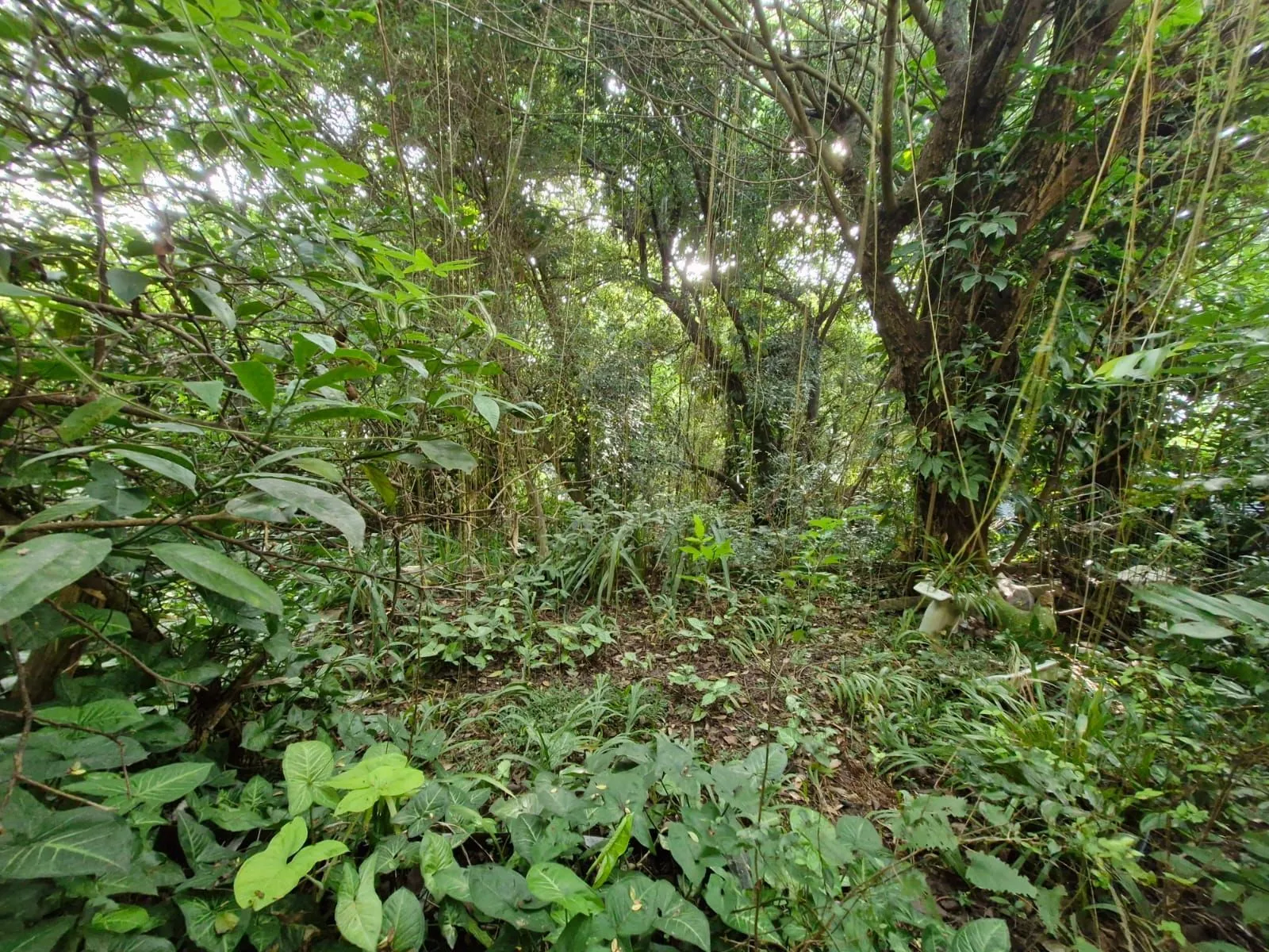 Imagem Terreno em Teresópolis