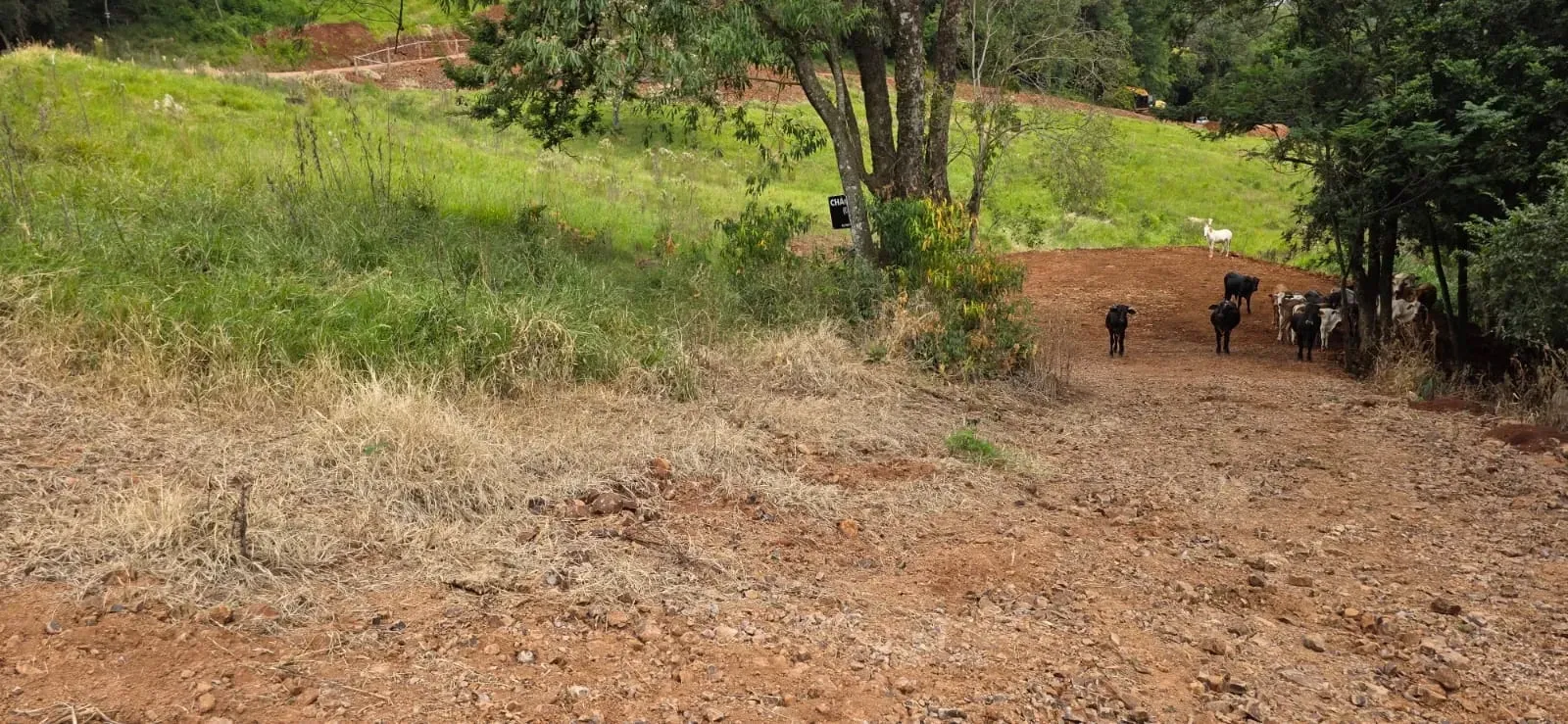 Imagem Chácara à Venda, 20.725 m² em Santa Tereza do Oeste - Santa Tereza do Oeste