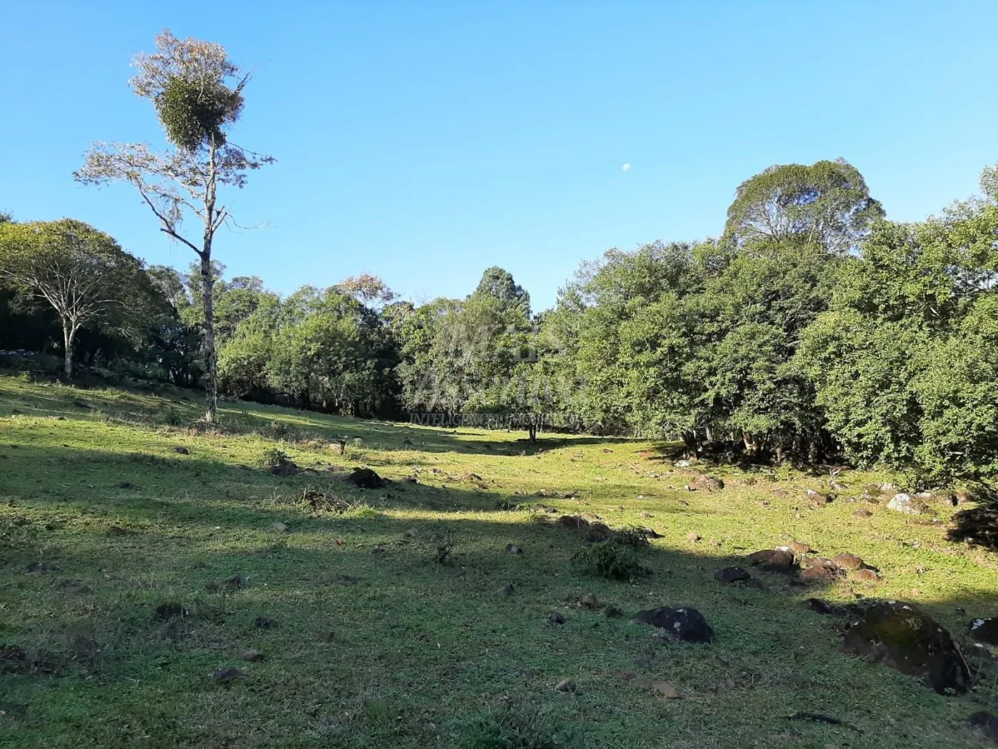 Imagem Área de 10 hectares para venda em São Francisco de Paula