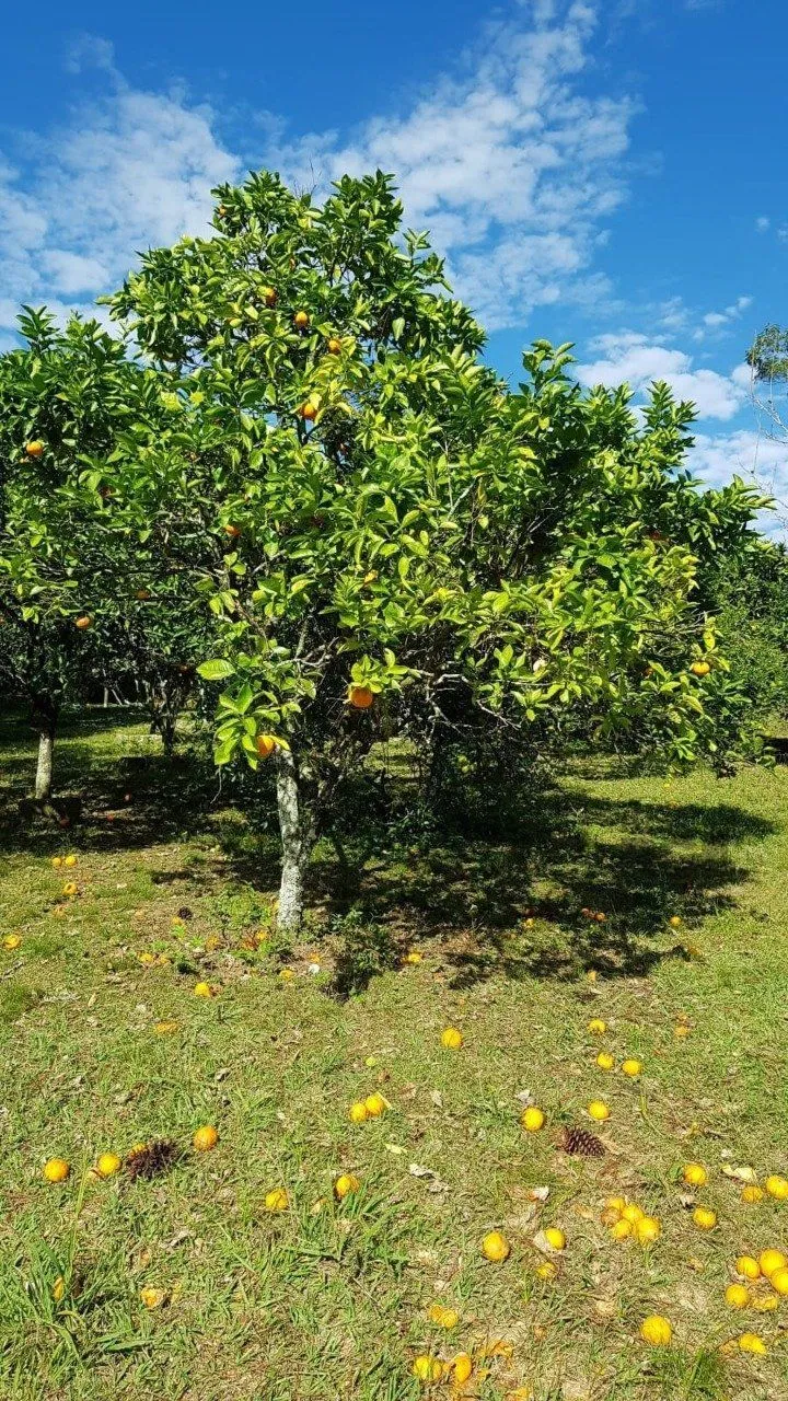 Imagem Sítio em Fiuza