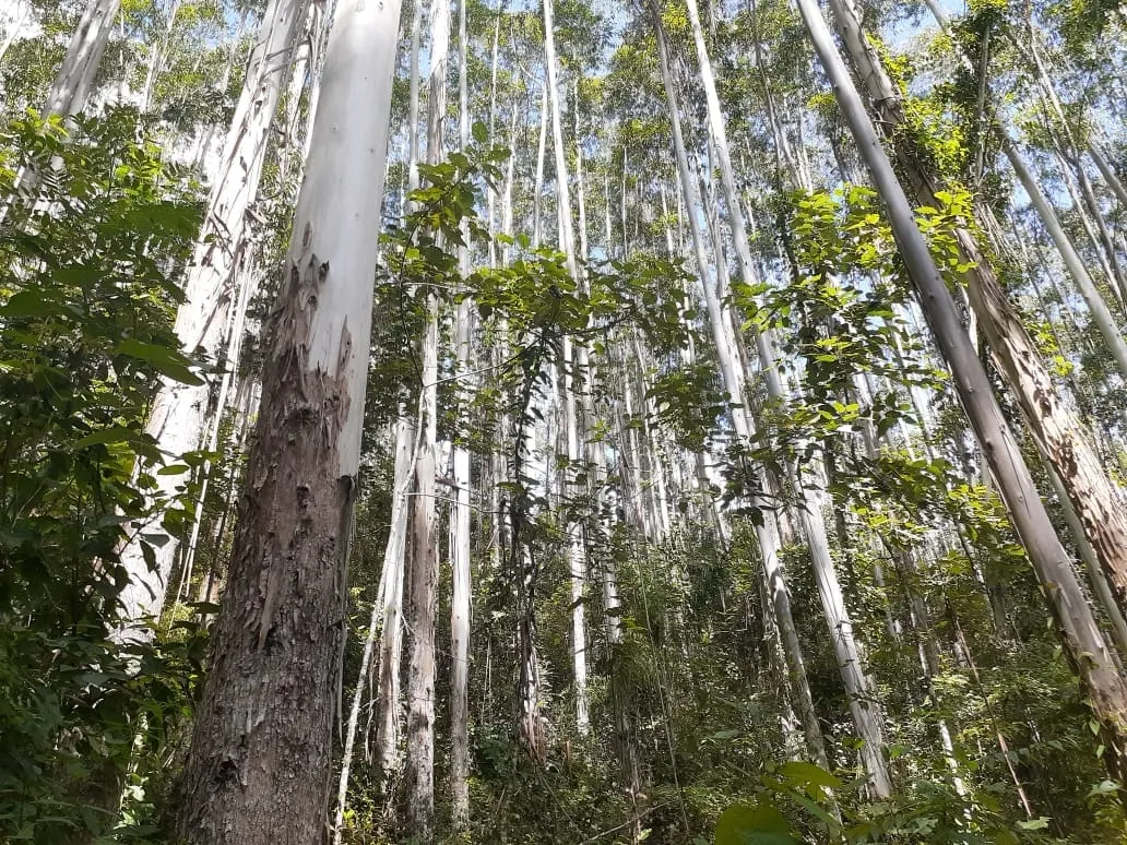 Imagem Chácara à venda 1700000M², Centro, São Luiz do Paraitinga - SP