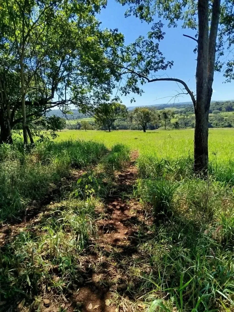 Imagem Fazenda à Venda, 28 Alq. GO em Área Rural de Itumbiara - Itumbiara
