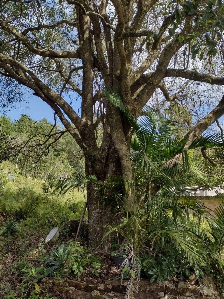 Imagem Sítio em Albatroz