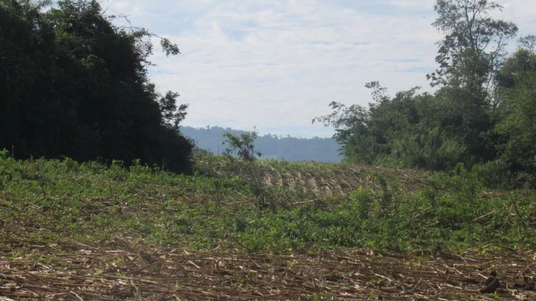 Imagem Área Agrícola para Venda em Concórdia, Barra do Pinhal