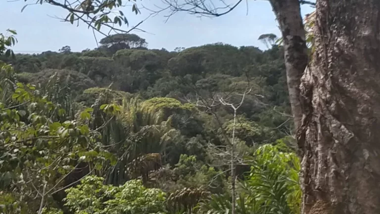 Imagem TOPO DE MORRO EM ALGODÕES