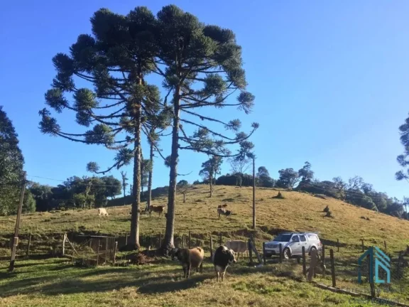 Imagem Sítio ótima localização, documentada, 15 alqueires com casas, Tijucas do Sul - PR