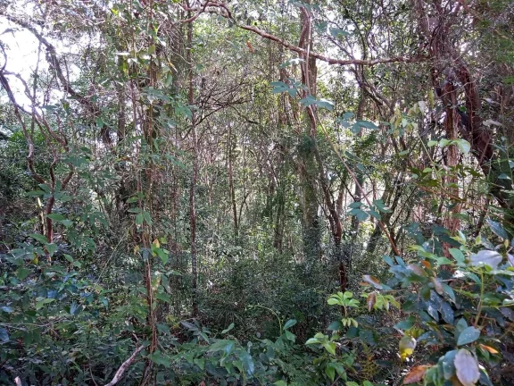 Imagem Lindos terrenos (2), belíssima mata nativa, privativo, Águas Claras
